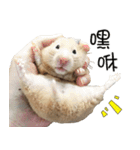 Long face Pika daily.（個別スタンプ：30）