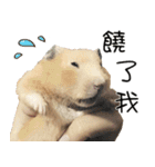 Long face Pika daily.（個別スタンプ：31）