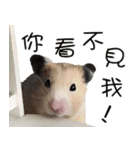 Long face Pika daily.（個別スタンプ：33）