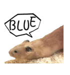 Long face Pika daily.（個別スタンプ：34）