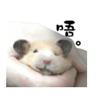 Long face Pika daily.（個別スタンプ：37）