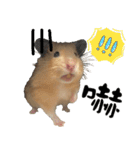 Long face Pika daily.（個別スタンプ：38）