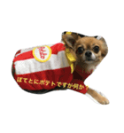 ポテ（個別スタンプ：1）