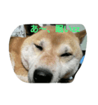 gonzou desu（個別スタンプ：6）