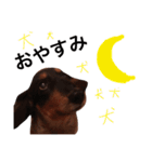BLACK ＆ BROWN 2（個別スタンプ：3）