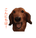 BLACK ＆ BROWN 2（個別スタンプ：4）