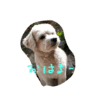 チワプーむーにーの日常（個別スタンプ：8）