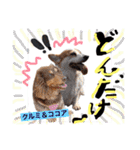 Cute dogs easy to use stamp（個別スタンプ：1）