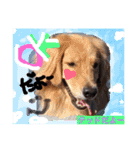 Cute dogs easy to use stamp（個別スタンプ：2）