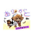 Cute dogs easy to use stamp（個別スタンプ：5）