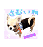 Cute dogs easy to use stamp（個別スタンプ：6）