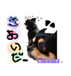 Cute dogs easy to use stamp（個別スタンプ：8）