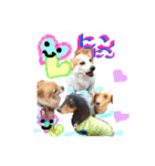 Cute dogs easy to use stamp（個別スタンプ：9）