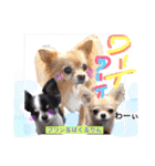 Cute dogs easy to use stamp（個別スタンプ：10）