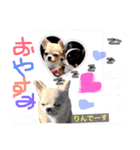 Cute dogs easy to use stamp（個別スタンプ：11）