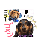 Cute dogs easy to use stamp（個別スタンプ：12）