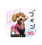 Cute dogs easy to use stamp（個別スタンプ：13）