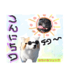 Cute dogs easy to use stamp（個別スタンプ：19）