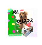 Cute dogs easy to use stamp（個別スタンプ：20）