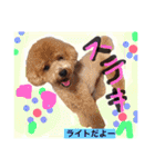 Cute dogs easy to use stamp（個別スタンプ：21）