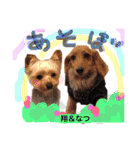 Cute dogs easy to use stamp（個別スタンプ：22）