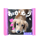 Cute dogs easy to use stamp（個別スタンプ：24）