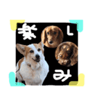 Cute dogs easy to use stamp（個別スタンプ：25）