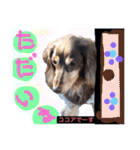 Cute dogs easy to use stamp（個別スタンプ：27）