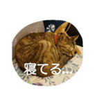 maruru with love（個別スタンプ：10）