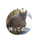 maruru with love（個別スタンプ：11）
