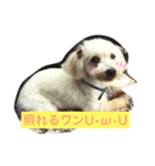 ゆきなのワンスタンプ（個別スタンプ：5）