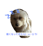 ゆきなのワンスタンプ（個別スタンプ：6）