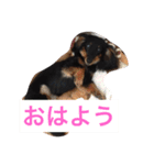 愛犬なみおちゃん 〜挨拶編〜（個別スタンプ：3）