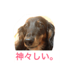 愛犬なみおちゃん 〜挨拶編〜（個別スタンプ：5）