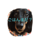 愛犬なみおちゃん 〜挨拶編〜（個別スタンプ：9）