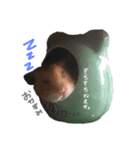 たいしょう（個別スタンプ：7）