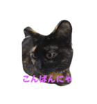 猫のムゥ（個別スタンプ：1）