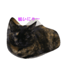 猫のムゥ（個別スタンプ：2）