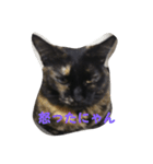 猫のムゥ（個別スタンプ：3）