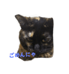 猫のムゥ（個別スタンプ：4）