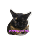 猫のムゥ（個別スタンプ：5）
