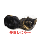 猫のムゥ（個別スタンプ：6）