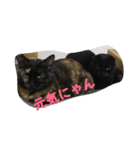 猫のムゥ（個別スタンプ：7）