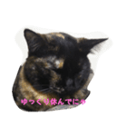 猫のムゥ（個別スタンプ：8）