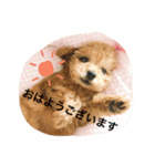 トイプードルのフラちゃん【日常編】（個別スタンプ：1）