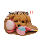 トイプードルのフラちゃん【日常編】（個別スタンプ：6）