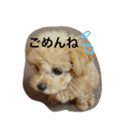 トイプードルのフラちゃん【日常編】（個別スタンプ：7）
