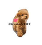 トイプードルのフラちゃん【日常編】（個別スタンプ：9）