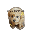 トイプードルのフラちゃん【日常編】（個別スタンプ：11）