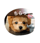 トイプードルのフラちゃん【日常編】（個別スタンプ：14）